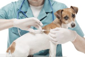 سلامت جسمی سگ هارد داگ