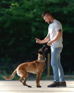 آموزش فرمان نشستن به سگ HARDDOG